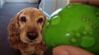 Honey the cocker spaniels 2 Minutes of Madness