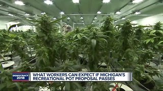 What workers can expect if Michigan's recreational pot proposal passes