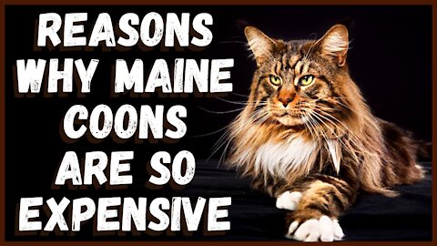 Why Are Maine Coon Cats So Expensive?