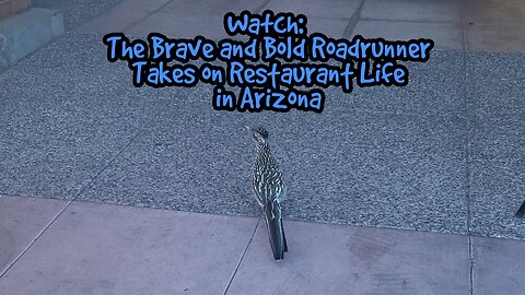 Watch: The Brave and Bold Roadrunner Takes on Restaurant Life in Arizona