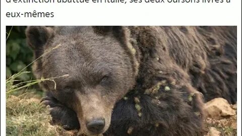 "C’est incompréhensible" : une ourse en péril d'extinction abattue en Italie,