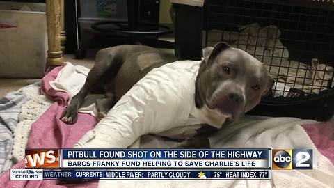 Pit Bull shot, found under I-95 overpass