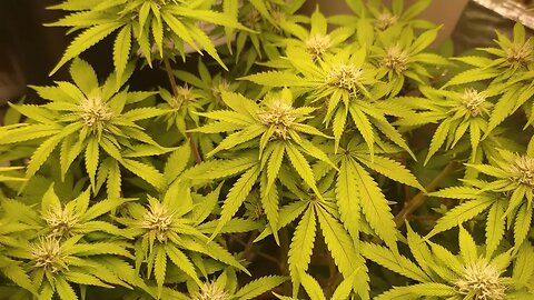 Cannabis Growing Indoors Week 3 Day 3 of Bloom