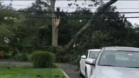 Fierce storm sends tree crashing down onto power lines