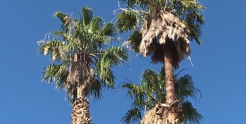 Tree trimmer rescued from palm tree in east Las Vegas