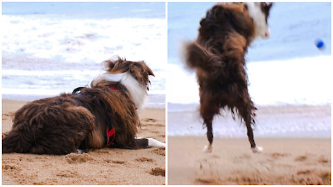 Dog Lying Down On Beach and Jumping To Ball