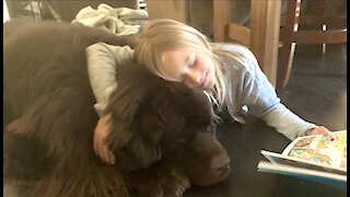 Little girl sweetly reads with her giant Newfoundland dog