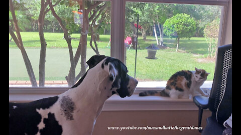 Funny Great Dane and Calico Cat Watch Squirrel Reality TV Together