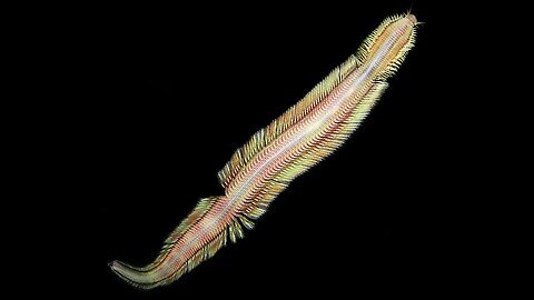 New Deep-Sea Worm: Flying Carpet Movement?