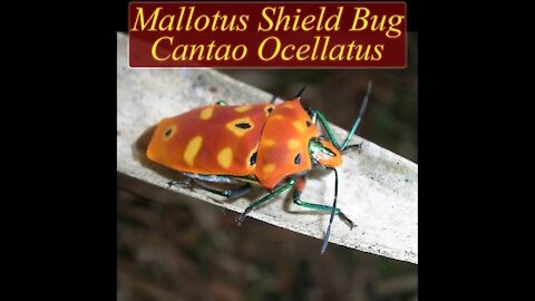 Mallotus Shield Bug | Cantao Ocellatus | Beautiful Bug | කුරුමිණියා