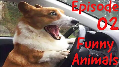 Funny Animals E02