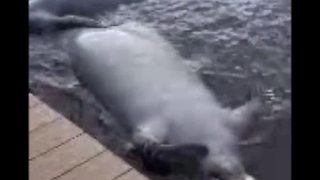 Dead manatee in the water at Cape Coral Yacht Club