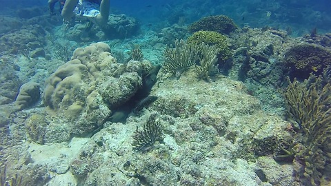 Terrifying moray eels: Hugely misunderstood creatures