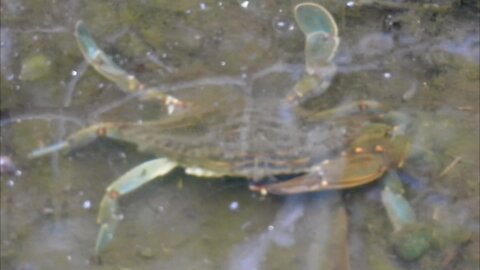 Blue Crab in Shallow Water