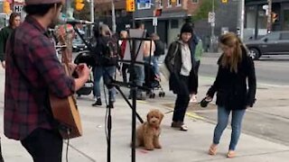 Cão adora artista de rua!