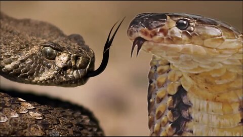 Cobra vs Rattlesnake!