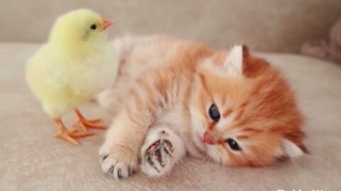 Kittens walk with a Tinny Chicken