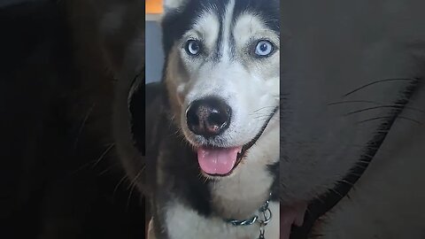 This Dog Has Blue Eyes