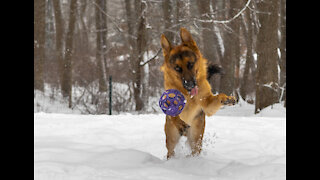 German Shepherd loves to play in snow