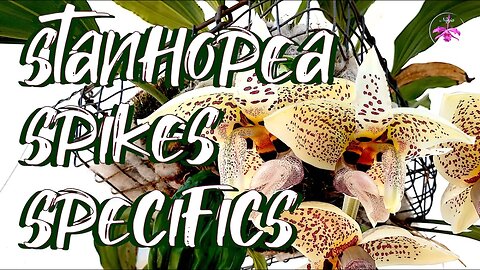 Secret Tips of Stanhopea Spike Growth & Blooming | Comprehensive Guide incl. Care #ninjaorchids