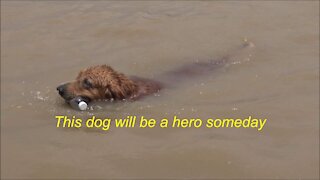 This brave dog will be a hero someday