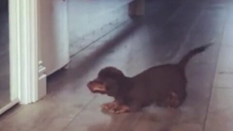 Dachshund Puppy's First Mirror Encounter Is Everything You'd Expect!