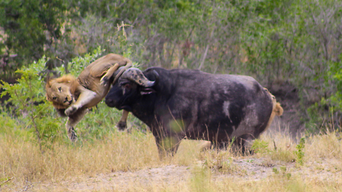 Scaredy Cat: Buffalo Foils Lion Attack By Puncturing Tyre