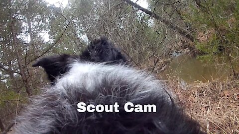 Border Collie Cam