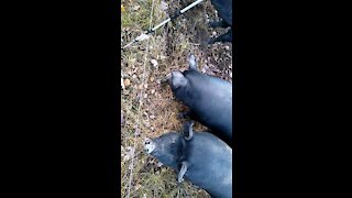 Pigs Rut Along Woodline 10/19/2020
