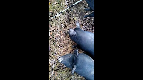 Pigs Rut Along Woodline 10/19/2020