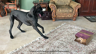 Playful Great Dane Pounces and Pesters Cat to Play