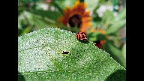 Lady Bug on a Sunflower Leaf #NatureInYourFace