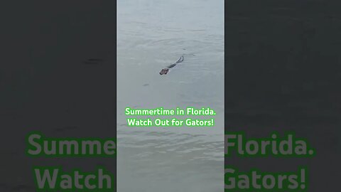 Be Careful When a camping in Florida. Gators are in the Water! #shorts