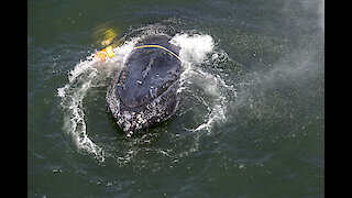 Αυστραλία: Επιχείρηση τεσσάρων ωρών για τη διάσωση μίας μεγάπτερης φάλαινας