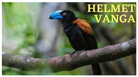 Helmet Vanga - The smart bird
