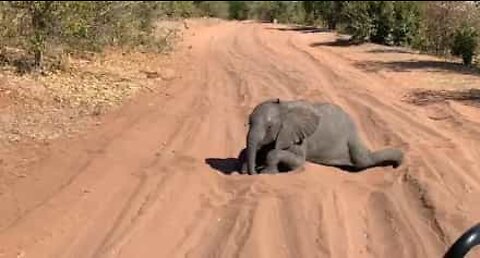 Playful baby elephant stops safari