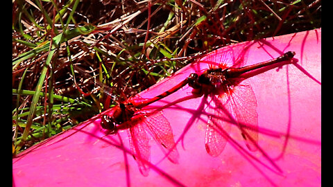 Pair of Dragonflies Landed on Me! Growing in the Garden with God