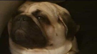 Pug dorme de olhos abertos