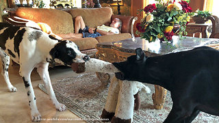 Trying to Nap with Funny Growling Great Danes