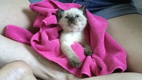 Baby kitten has very expressive paw when petted