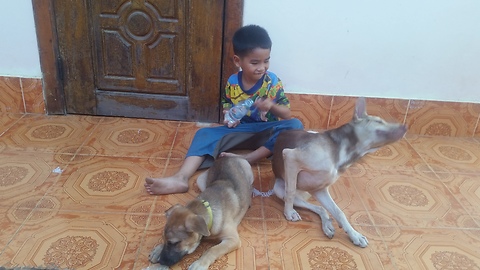 Boy play with two dog in home