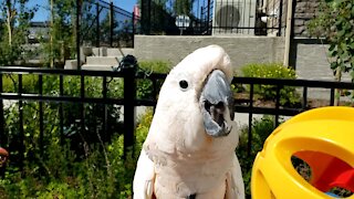 Parrot playing with a jingle ball!