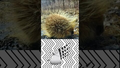 Watch porcupine relocated from hotel parking lot in Iowa #shorts