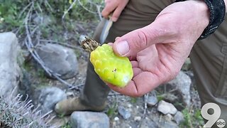 3 Tasty Desert Plants: Tips from Southwest Survival