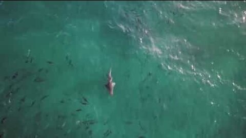 Haier sett i nærheten av populær strand i Australia