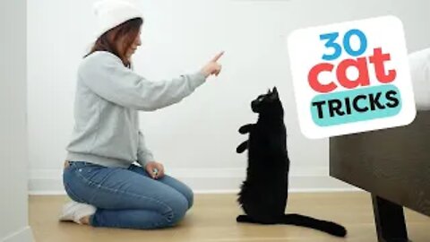 30 Tricks To Teach Your Cat