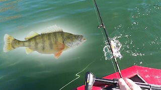Catching a TON of Perch at Raystown Lake Nov 4th 2020