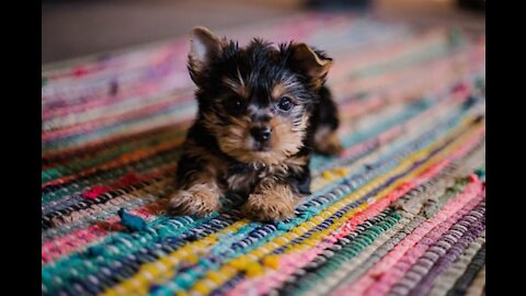 Chatty German Shepherd puppy