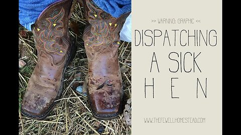 Dispatching a Sick Hen {GRAPHIC}