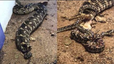 Serpente africano partorisce più di 50 cuccioli